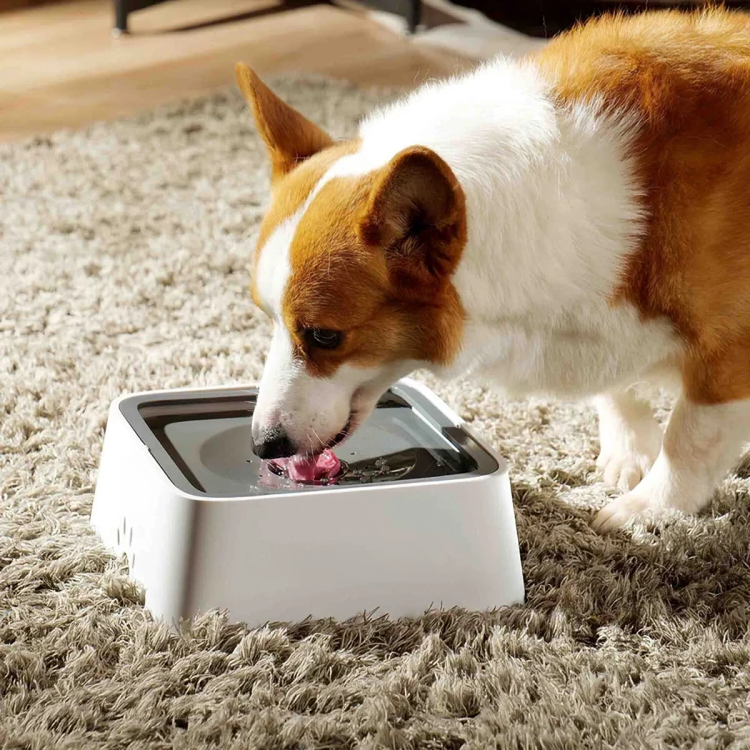 50% DE REMISE TEMPORAIRE | GentleSip™ | Bol d'eau pour animaux anti-éclaboussures