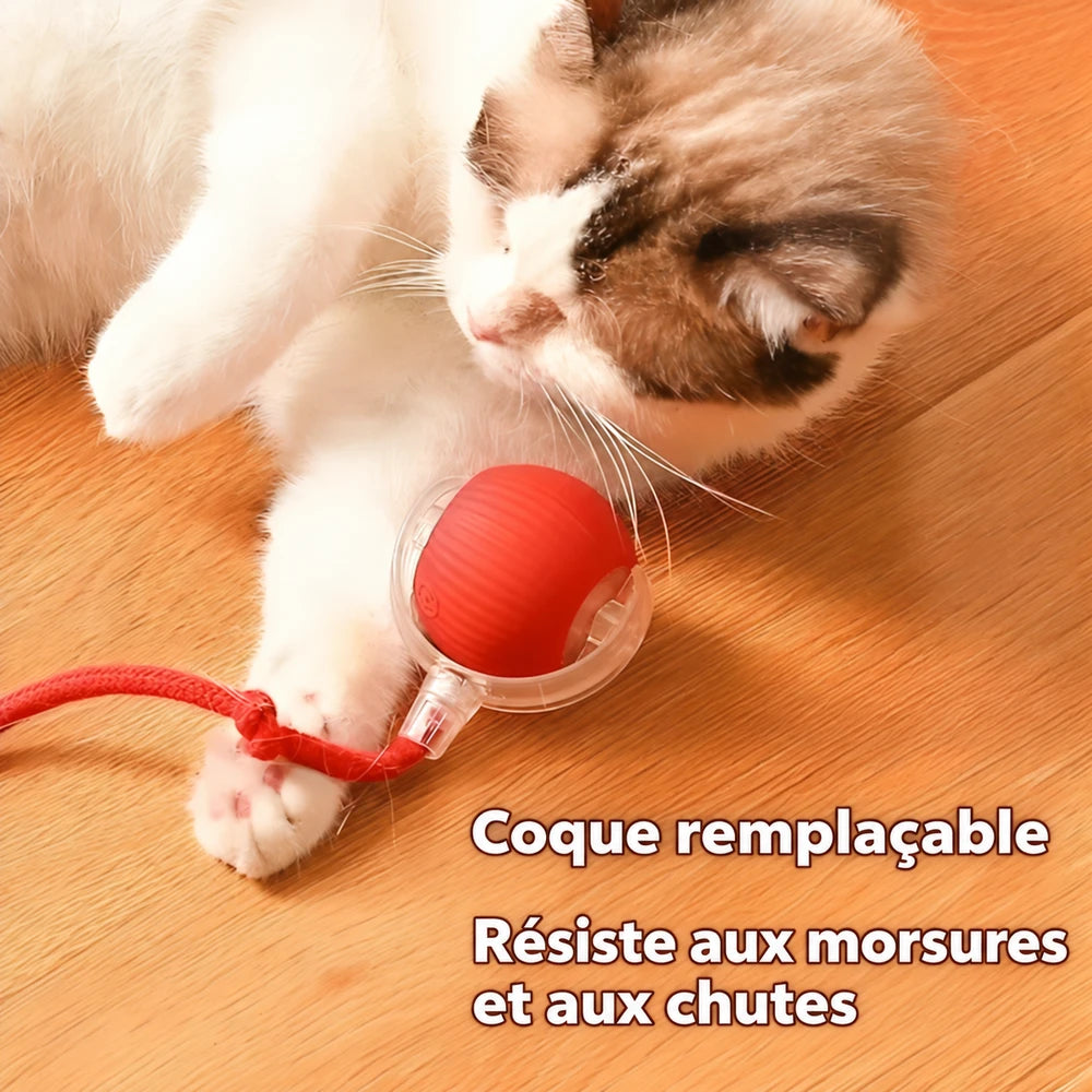 1+1 OFFERT · AUJOURD'HUI · WhirlPaw™ · Balle interactive pour animaux