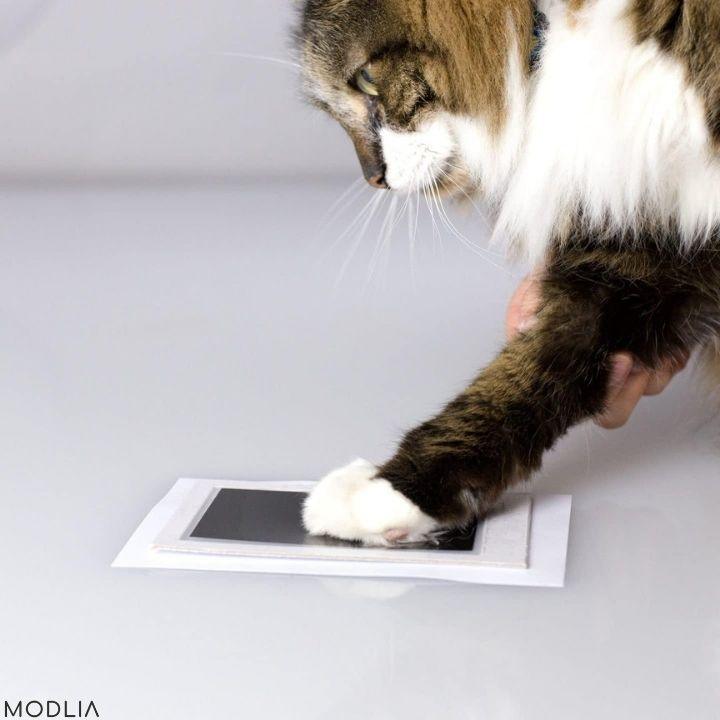 50% RABATT TEMPORÄR | PawMemoirs™ - Andenken mit Pfotenabdruck - MODLIA