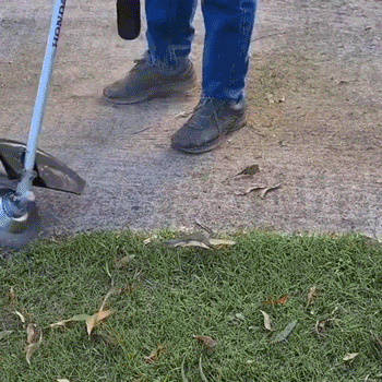 -50 % · OFFRE LIMITÉE · GrassGuard™ · Désherbez en un rien de temps !
