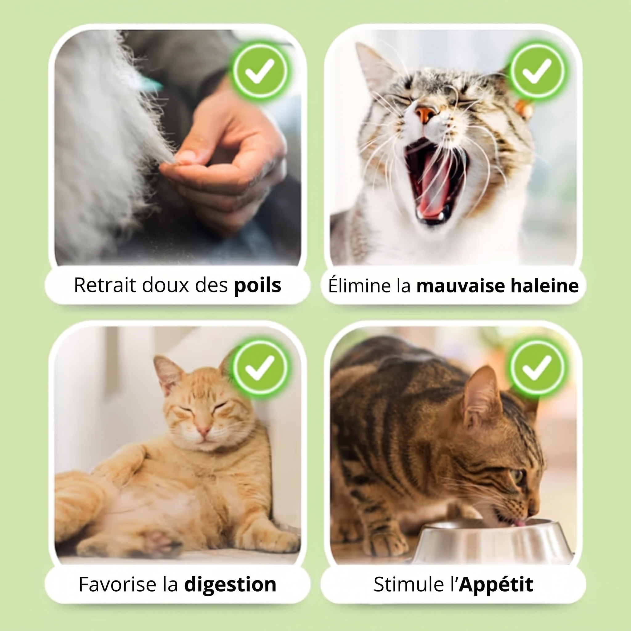 1+1 OFFERT · AUJOURD'HUI · WhiskerWonder™ · Jouets sains pour un chat heureux, sans boules de poils