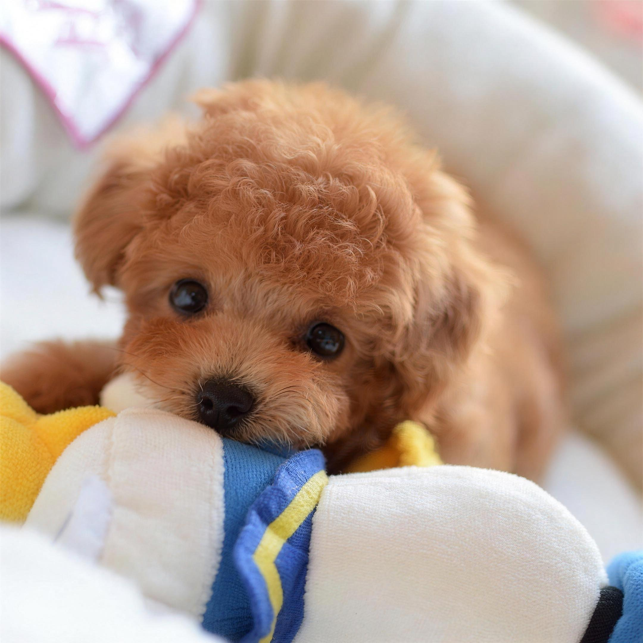 -50 % · OFFRE LIMITÉE · SweetTeddy™ · Mini Jouet pour Chiot