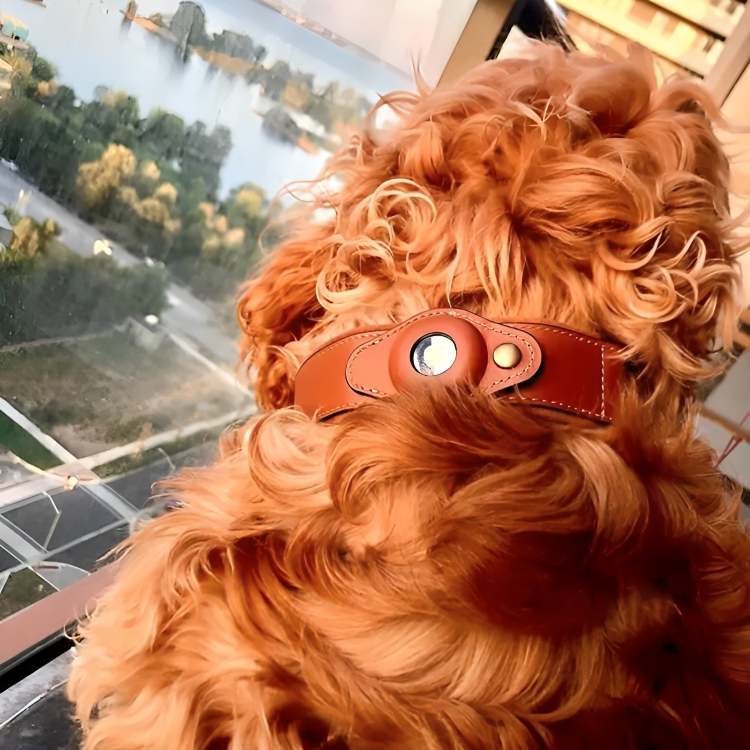 50% DE REMISE TEMPORAIRE | TrackTails™ | Collier pour chien en cuir avec pochette pour AirTag