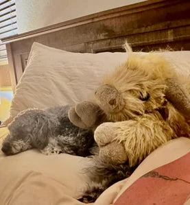 Avis client