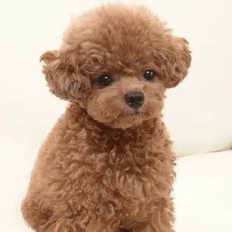 -50 % · OFFRE LIMITÉE · SweetTeddy™ · Mini Jouet pour Chiot
