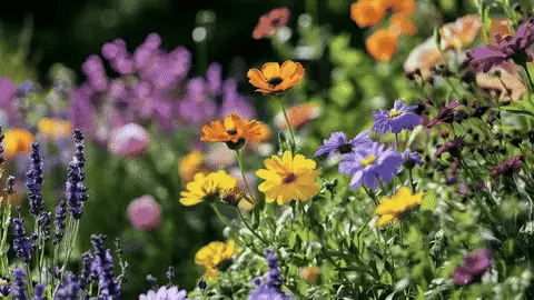 -50 % · OFFRE LIMITÉE · BloomBlend™ · Mélange de Graines de Fleurs