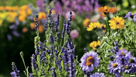 -50 % · OFFRE LIMITÉE · BloomBlend™ · Mélange de Graines de Fleurs