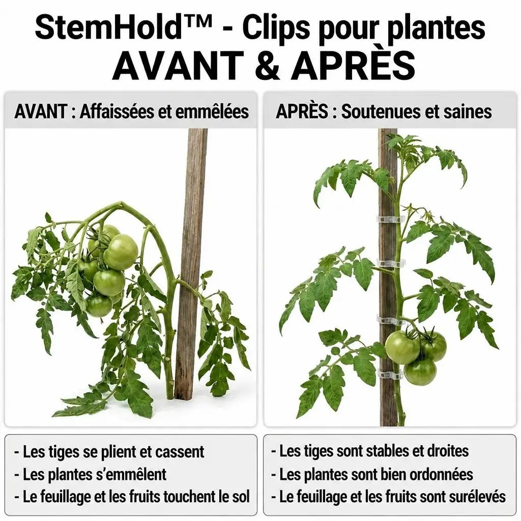3+1 OFFERT · AUJOURD'HUI · StemHold™ · Clips pour plantes