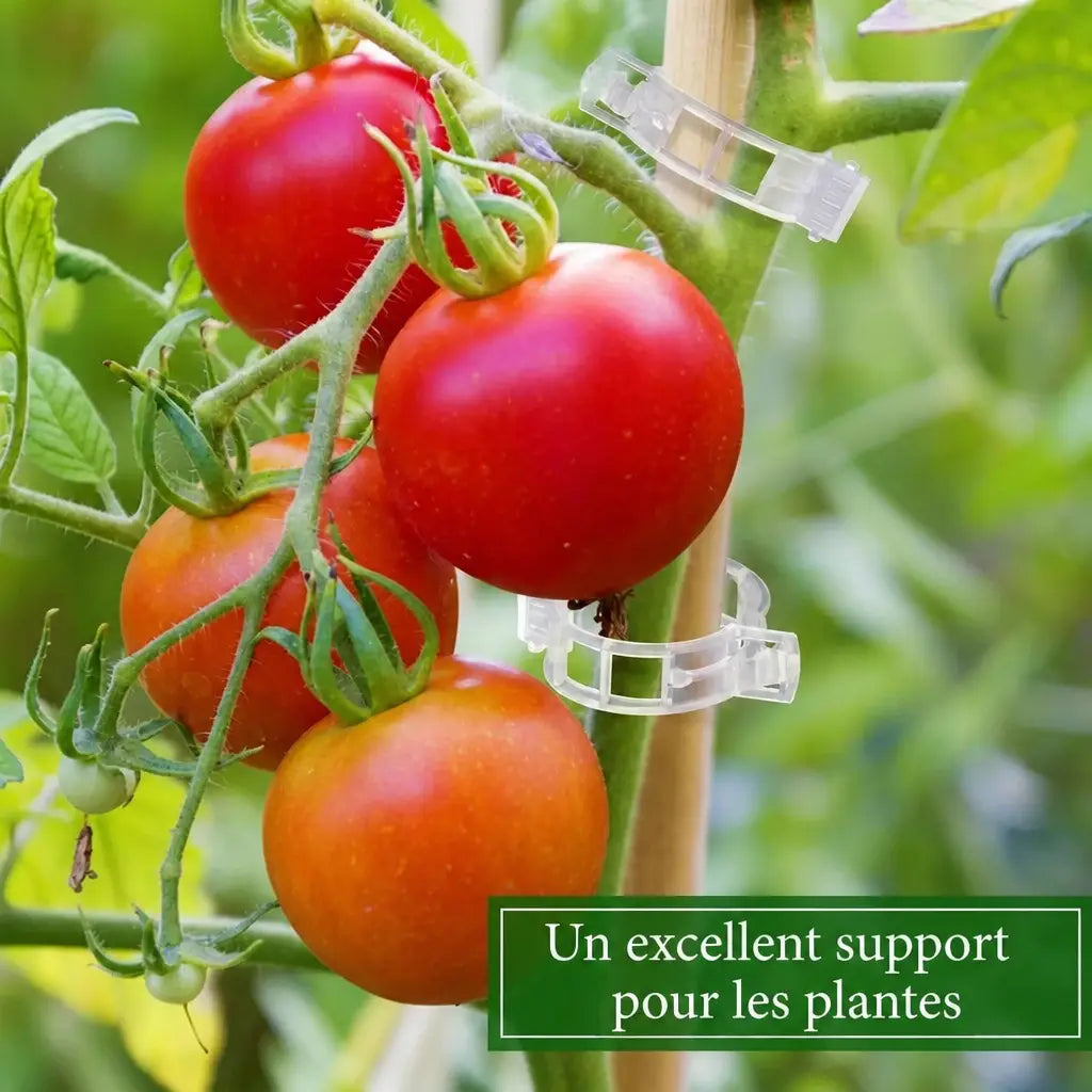 3+1 OFFERT · AUJOURD'HUI · StemHold™ · Clips pour plantes