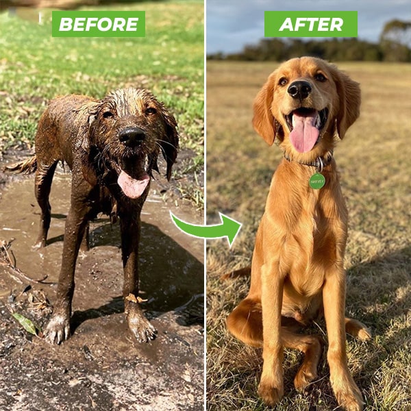 50% DE REMISE TEMPORAIRE | JetPaws™ | Pistolet de douche pour chien à haute pression