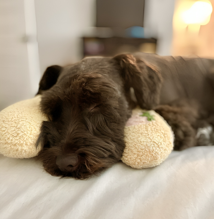 50% DE REMISE TEMPORAIRE | CuddlePaws™ | Coussin semi-lunaire orthopédique pour animaux de compagnie
