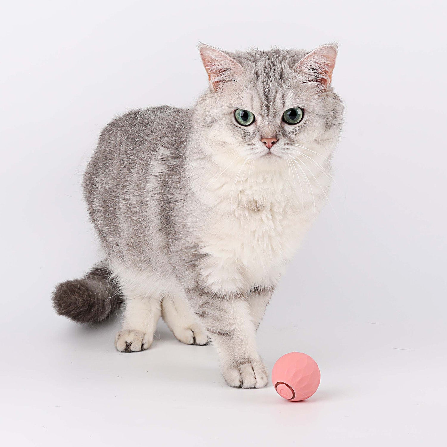 50% DE REMISE TEMPORAIRE | WhiskerWheel™ | Jouet interactif pour chats Powerball