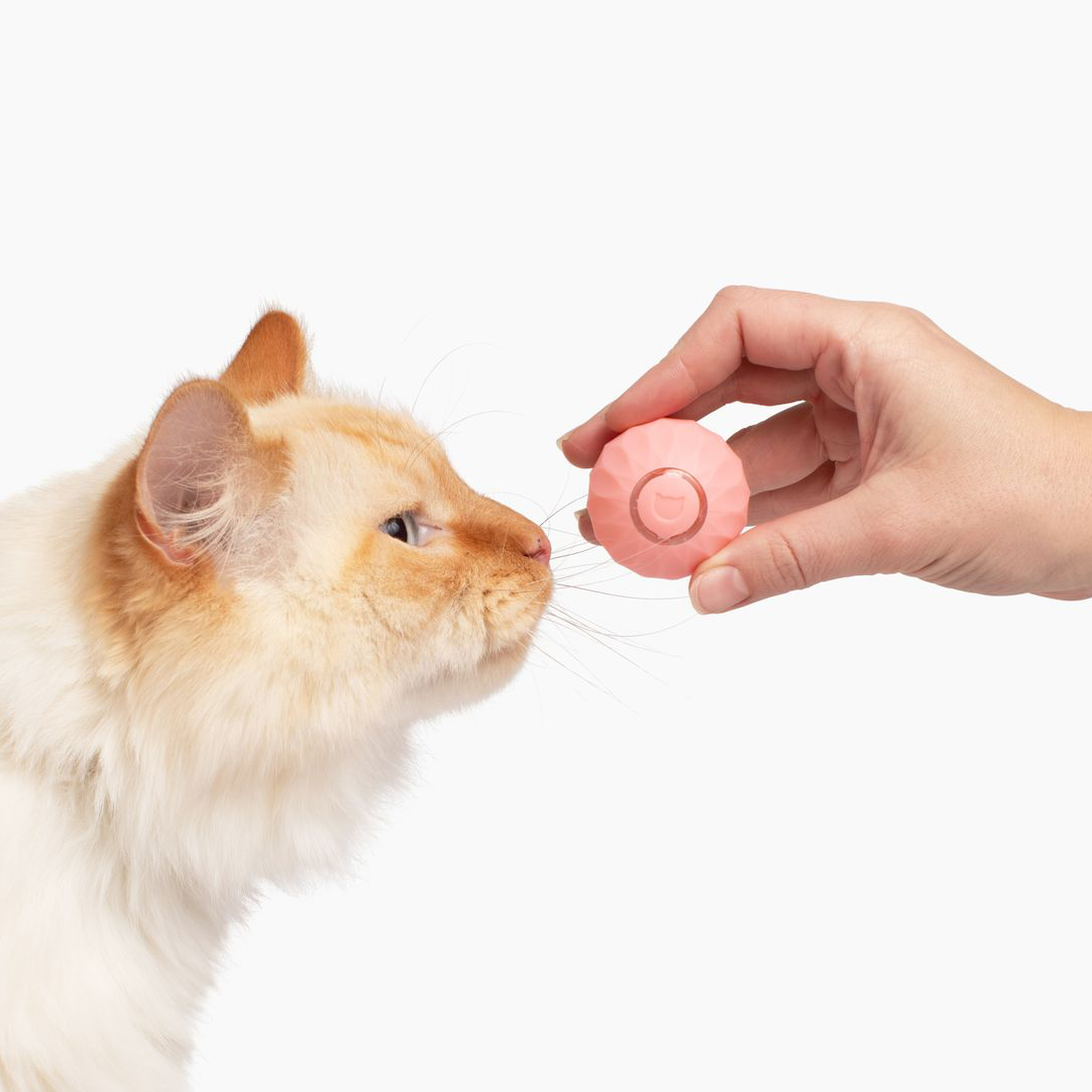 50% DE REMISE TEMPORAIRE | WhiskerWheel™ | Jouet interactif pour chats Powerball
