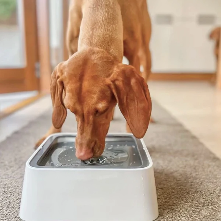 50% DE REMISE TEMPORAIRE | GentleSip™ | Bol d'eau pour animaux anti-éclaboussures