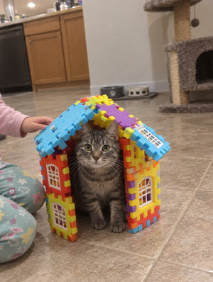 Avis client : niche SnapBlocks construite pour le chat